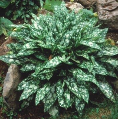 'Mrs. Moon' lungwort. Photo courtesy of Connon Nurseries.