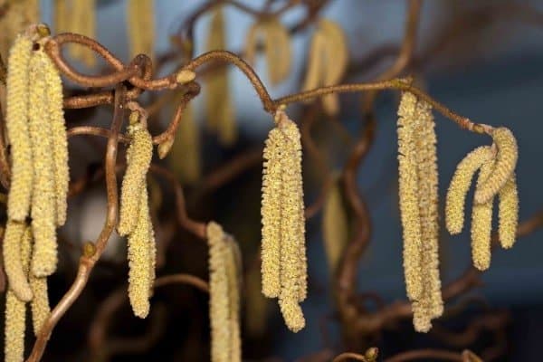 Corkscrew hazel. Photo by Heather Hayden