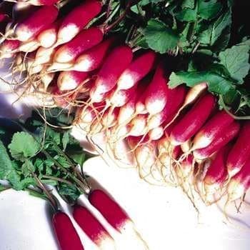 French breakfast radish bunches. Photo from Veseys.com