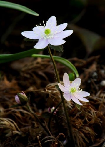 Sharp-leaf hepatica (Photo by Brendan Zwelling)