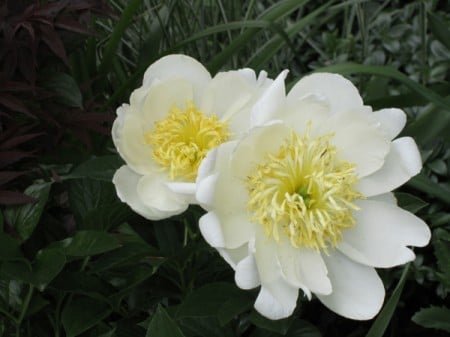 ‘Jan van Leeuwen’ peony has a lemon scent. (Photo by Brendan Adam-Zwelling)