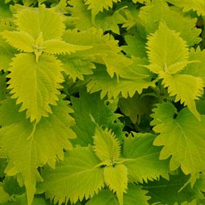 Wasabi coleus