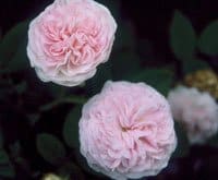 'Felicite Parmentier' roses. (Photo courtesy of Pickering Nurseries)