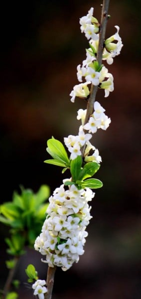 White daphne's blooms perfume the air. (Photo by Brendan Zwelling)