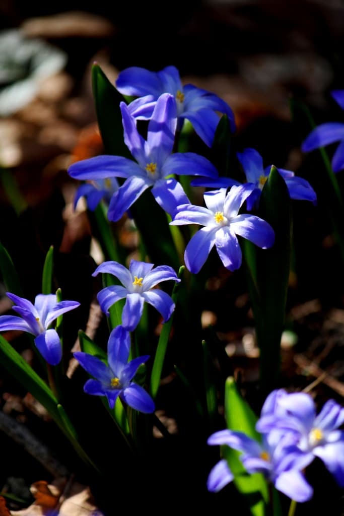 Glory of the snow naturalizes well. (Photo by Brendan Adam-Zwelling.)