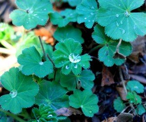 The pleated, crimped leaves of lady's mantle. Photo by Brendan Zwelling