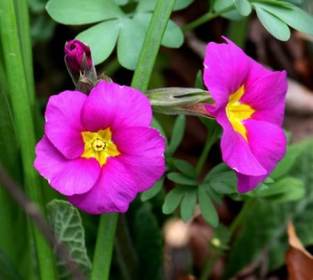 Primula polyanthus seedling. Photo by Brendan Zwelling