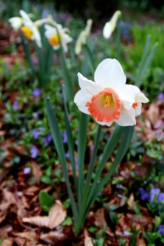 'Pink Charm' narcissus lives up to its name. (Photo by Brendan Zwelling)