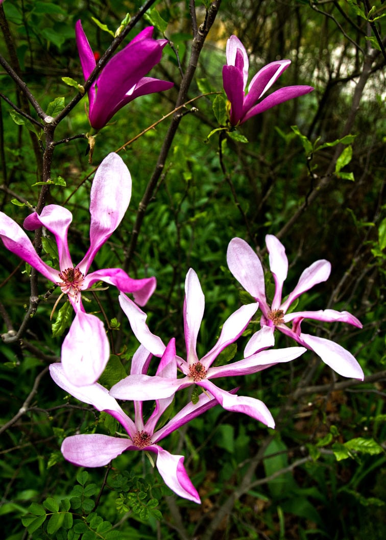 Long-blooming 'Susan' magnolia. (Photo by Brendan Zwelling)