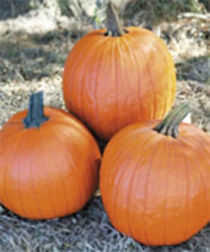 'Gladiator' pumpkins. (Photo courtesy of stokeseeds.com)