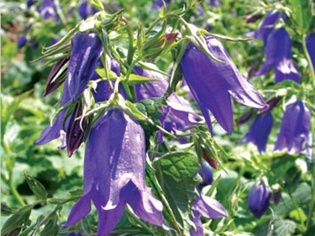  ‘Kent Bells’ campanula (Photo courtesy of Balamore Farms Ltd., Nova Scotia)