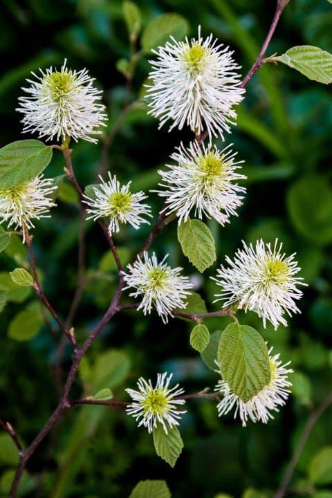 The bottlebrush flowers on fothergilla. (Photo by Brendan Zwelling)