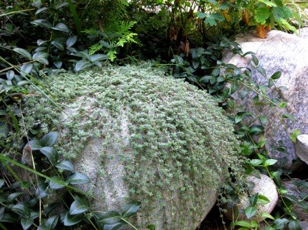 Woolly thyme thrives on a sun-warmed rock. (Photo by Brendan Zwelling)