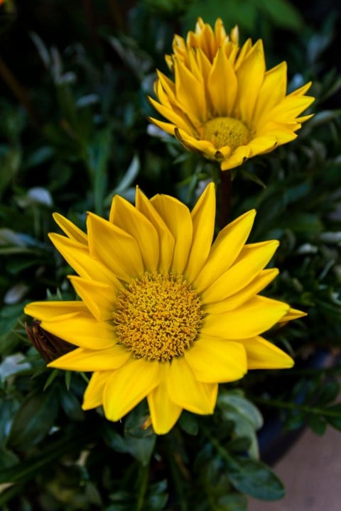 Gazoo Clear Yellow gazania likes hot, sunny days. (Photo by Brendan Zwelling)