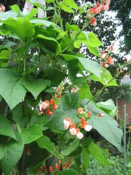 'Painted Lady' bean (Garden Making photo)