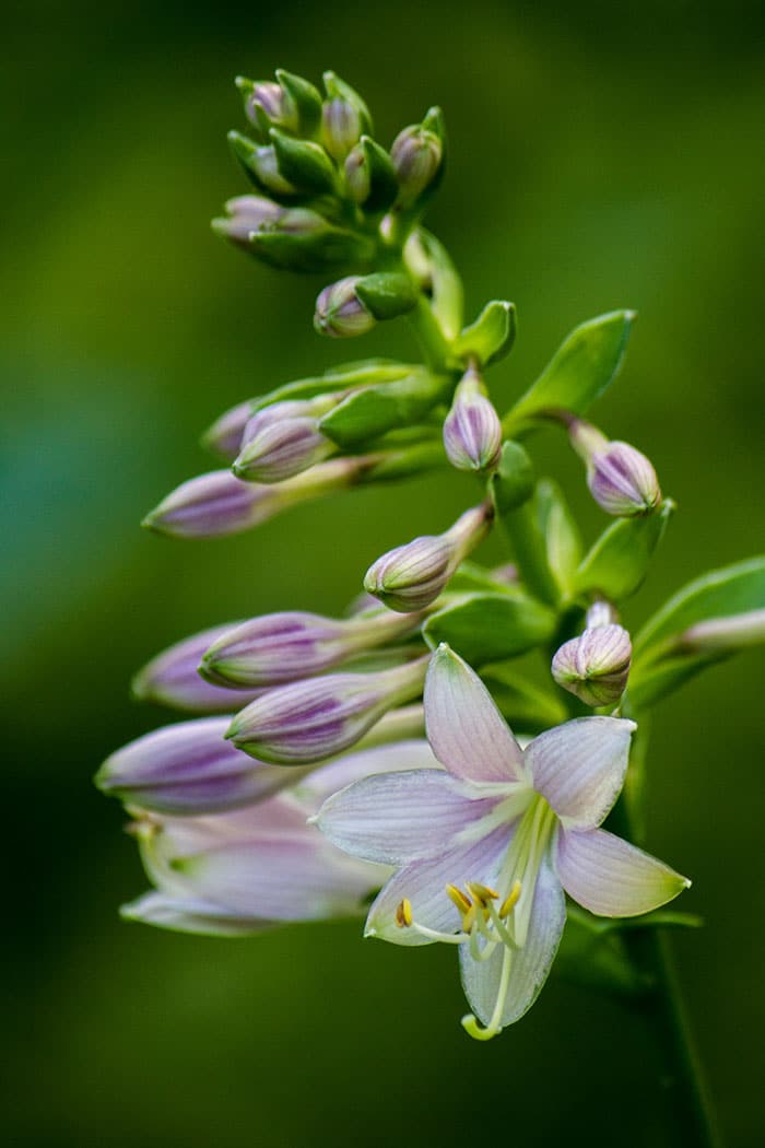 Hosta seedling blossom. (Photo by Brendan Zwelling)