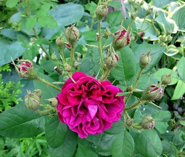 ‘Etna’ moss rose bloom and buds. (Photo by Brendan Zwelling)