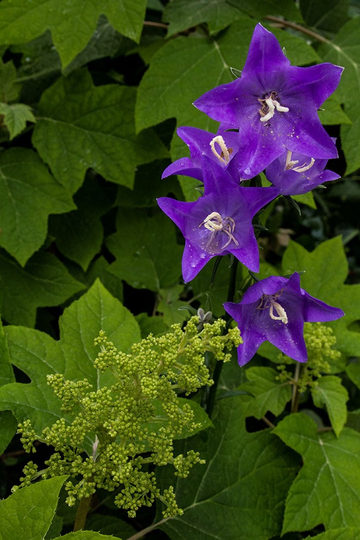 Campanula persicifolia- Blue eyed blonde. (Photo by Brendan Zwelling)