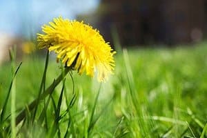 Herbicides with iron work on lawn weeds. Photo by Heather Hayden