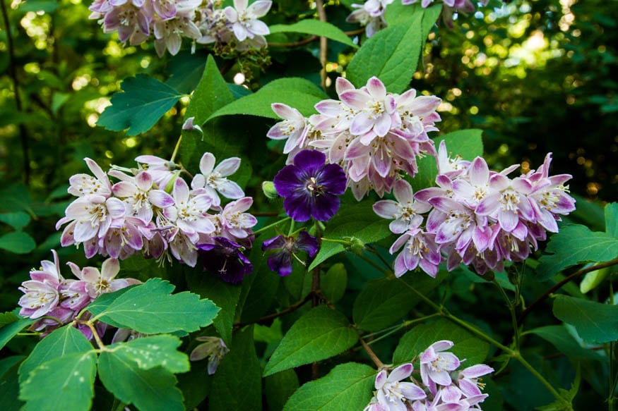 'Strawberry Fields' deutzia and Geranium phaeum. (Photo by Brendan Zwelling)