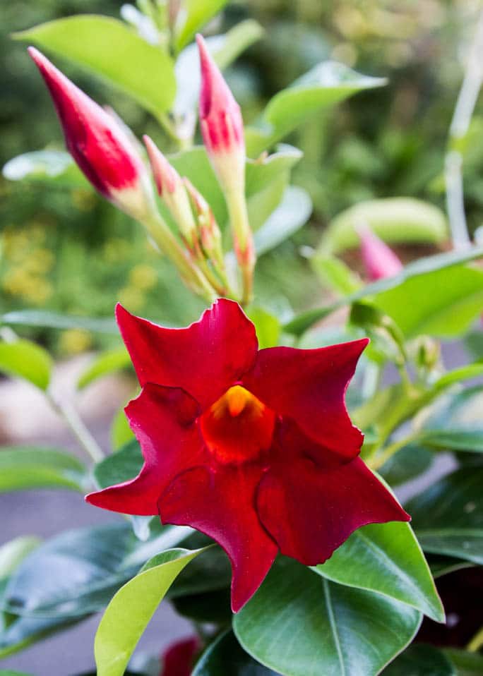 Rio Deep Red mandevilla. (Photo by Brendan Zwelling)