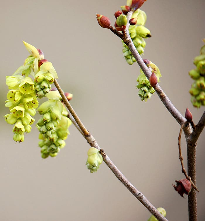 Corylopsis (Photo by Brendan Zwelling)