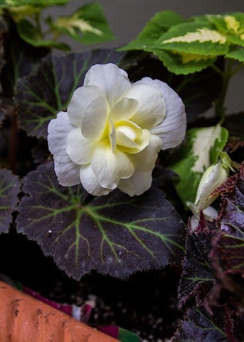 Nonstop Mocca White begonia and Wizard Jade coleus (Photo by Brendan Zwelling)