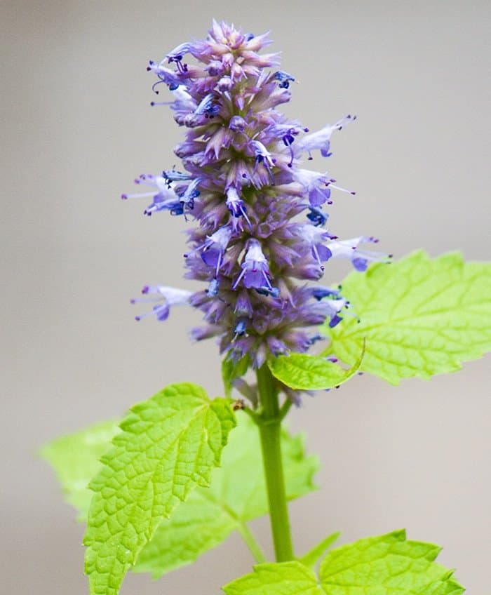 'Golden Jubilee' anise hyssop (Photo by Brendan Zwelling)