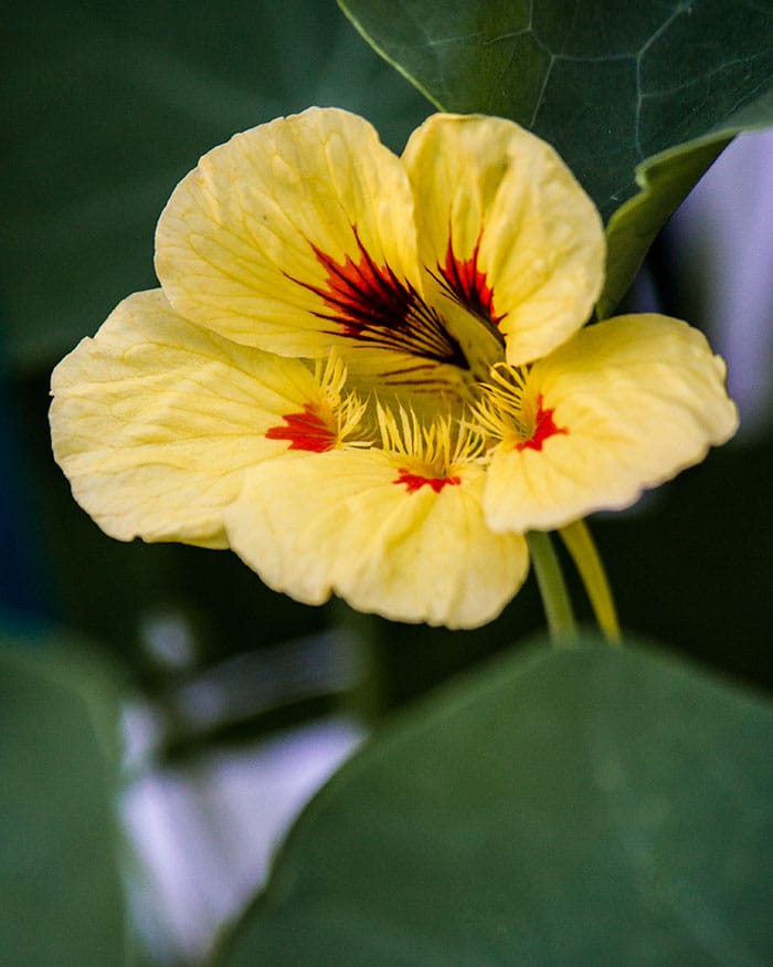 'Peach Melba' nasturtium (Photo by Brendan Zwelling)