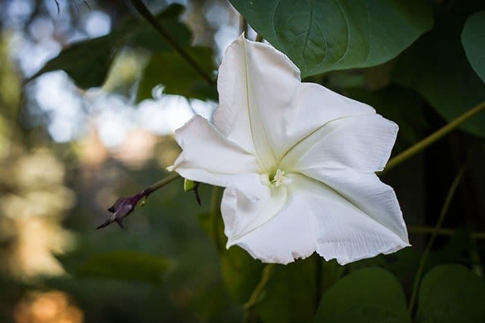 Moonflower (Photo by Brendan Zwelling)