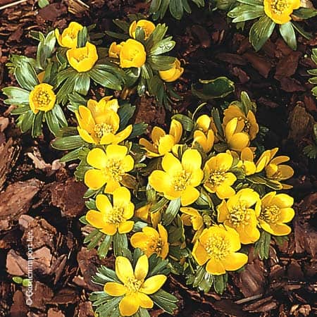 Winter aconite (Eranthis hyemalis) (Photo from GardenImport.com)