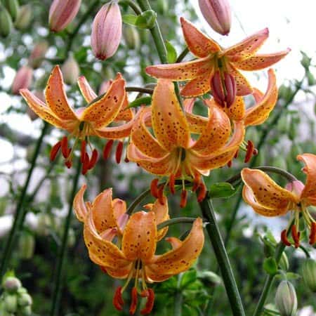 Martagon hybrid lily from GardenImport.com