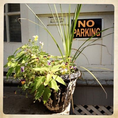 My front stoop container, a little worse for wear after a long, hot summer.