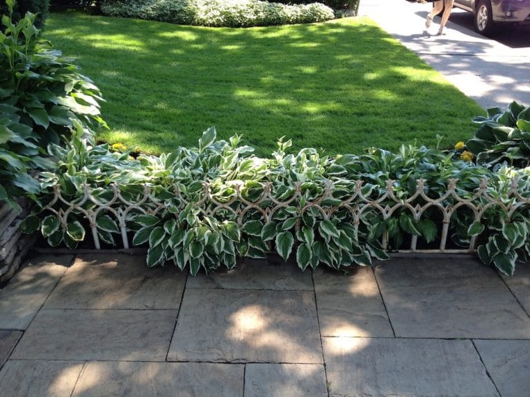 Low fencing works perfectly with the variegated hostas.