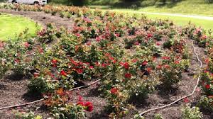 Roses in the trial gardens at Landscape Ontario. (Photo by Heather Hayden)