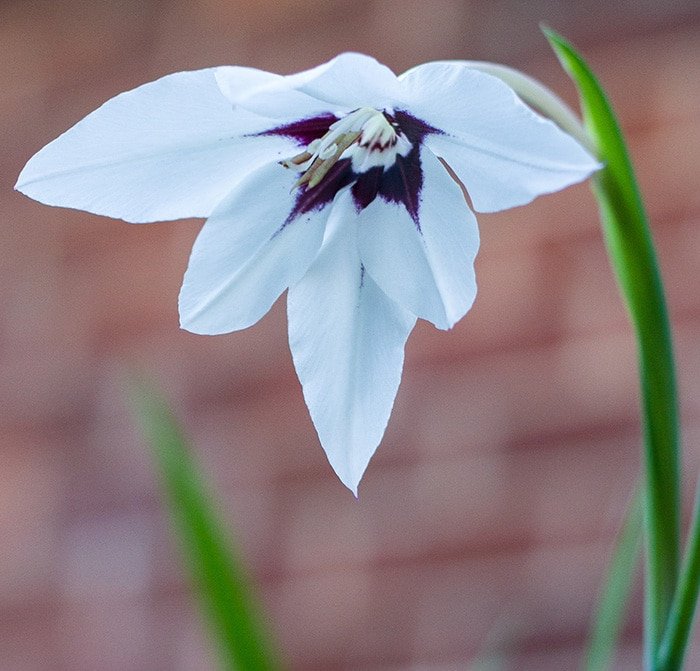 Acidanthera are coming into bloom (Photo by Brendan Zwelling)