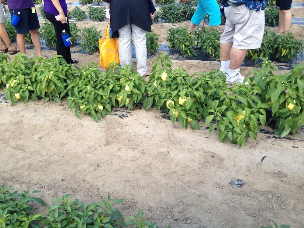 Rows and rows of peppers, ready for picking.