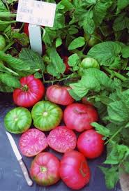 'Brandywine' tomatoes, the variety being grafted onto hardier rootstock. Photo from Stokes Seeds.