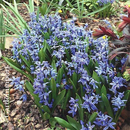 Siberica (Photo from GardenImport)