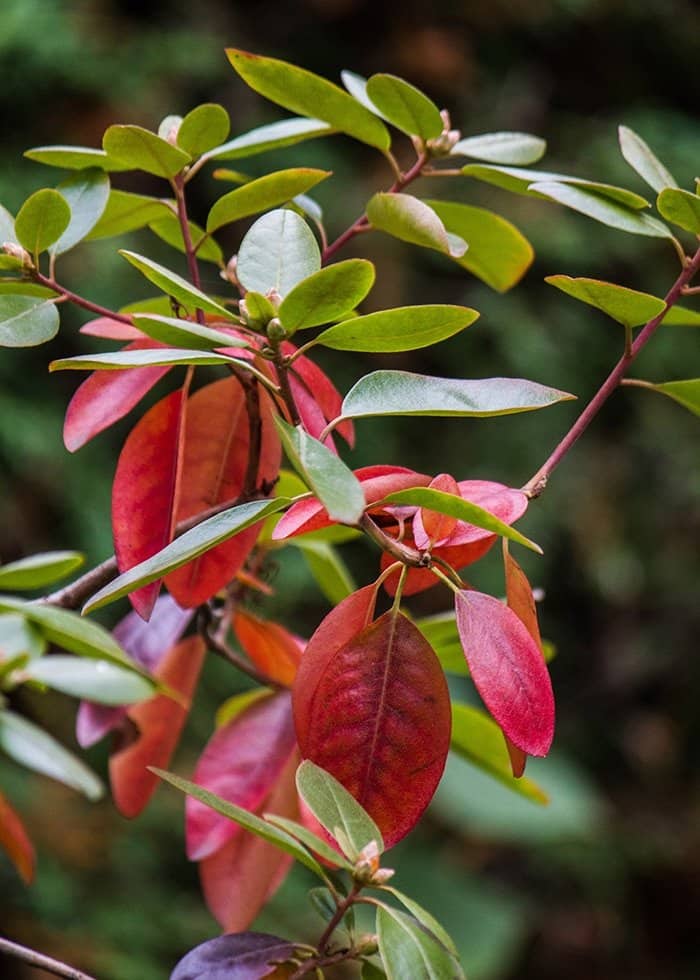 PJM rhododendron (Photo by Brendan Zwelling)