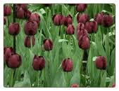 ‘Queen of the Night’ tulips are a striking brownish-maroon. Photo from Flower Bulbs R Us.