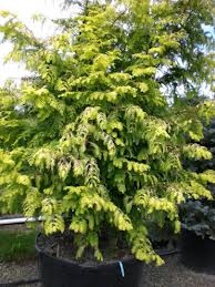 Gold Rush' dawn redwood. Photo from Whistling Gardens.