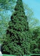 Our native white cedar (Thuja occidentalis). Photo from Humber Nurseries.