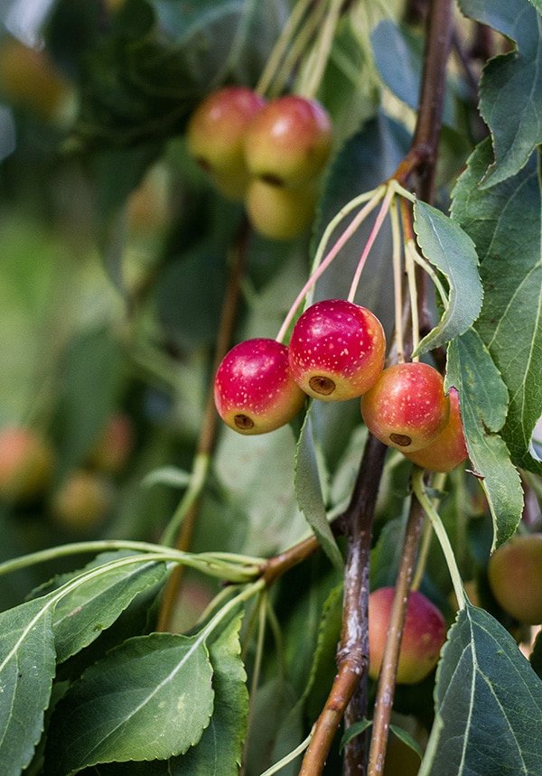 ‘Red Jade’ weeping crabapple is often grafted onto another rootstock. (Photo by Brendan Adam-Zwelling)