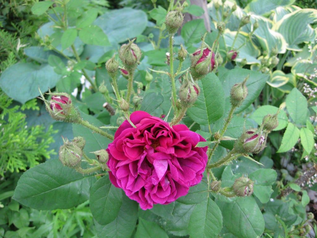 ‘Etna’ shrub rose (Photo by Brendan Adam-Zwelling)