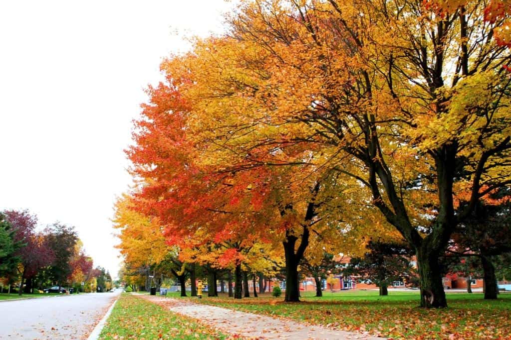 Autumn colours (Photo by Brendan Adam-Zwelling)