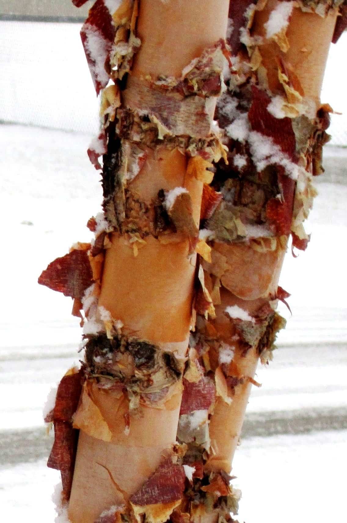 The peeling bark of river birch (Photo by Brendan Zwelling)