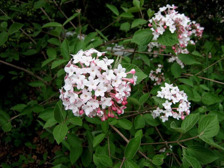 Judd viburnum (Viburnum x juddii) isn’t troubled by leaf beetles. (Photo by Brendan Zwelling)