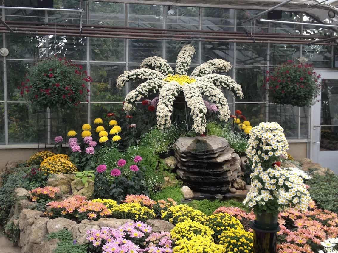 Gardeners at Centennial Park Conservatory train the mums to grow on wires and stakes to create interesting shapes like this massive daisy.