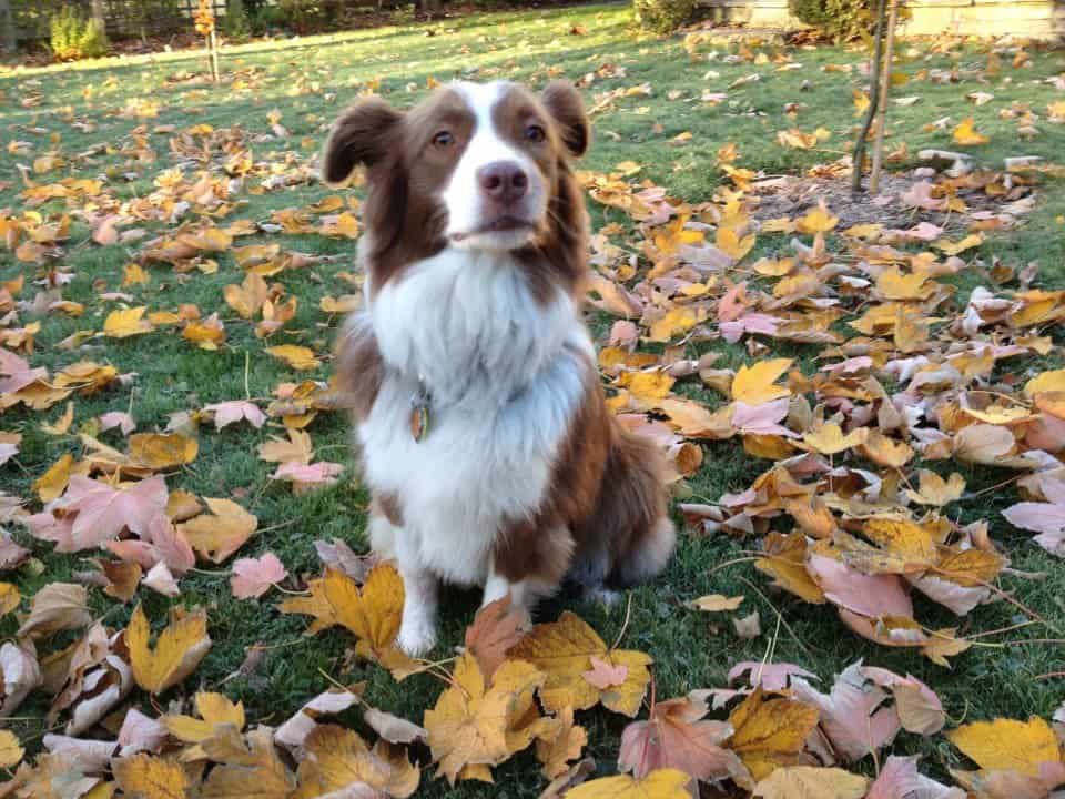 GaMa mascot Hazel stays away from the mower when it’s mulching leaves. (Garden Making photo)